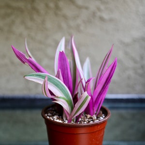 Tradescantia Spathacea Boat Lily Moses in the Cradle Tricolor Plant 4” Pot