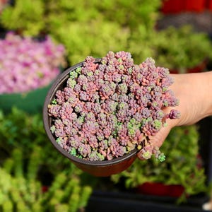 Sedum Dasyphyllum Minor 2&quot; 4” 6” Live Succulent Plant