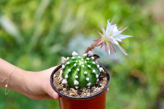 Lily bloom outlet cactus luggage
