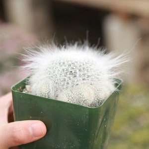 Old Lady Cactus Mammilaria Hahniana White Hairy Live Cactus 3.5 Pot image 1