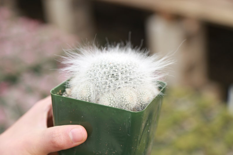 Old Lady Cactus Mammilaria Hahniana White Hairy Live Cactus 3.5 Pot image 1