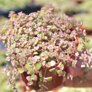 Sedum Little Missy Petite Bicolor Crassula Pellucida ssp. Marginalis in 2" 4” 6" Pot Live Succulent Plant Ground Cover