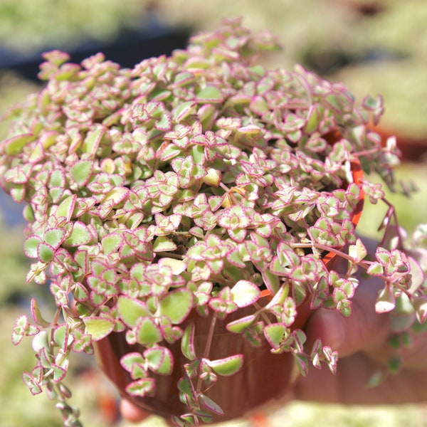 Sedum Little Missy Petite Bicolor Crassula Pellucida ssp. Marginalis in 2" 4” 6" Pot Live Succulent Plant Ground Cover