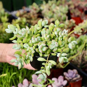 Cotyledon Pendens Cliff Cotyledon Rare Succulent 2 & 4 image 2