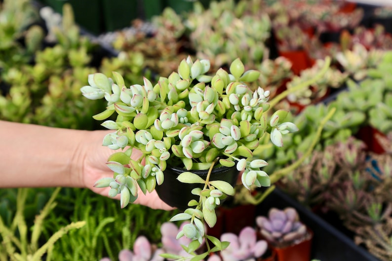 Cotyledon Pendens Cliff Cotyledon Rare Succulent 2 & 4 image 2