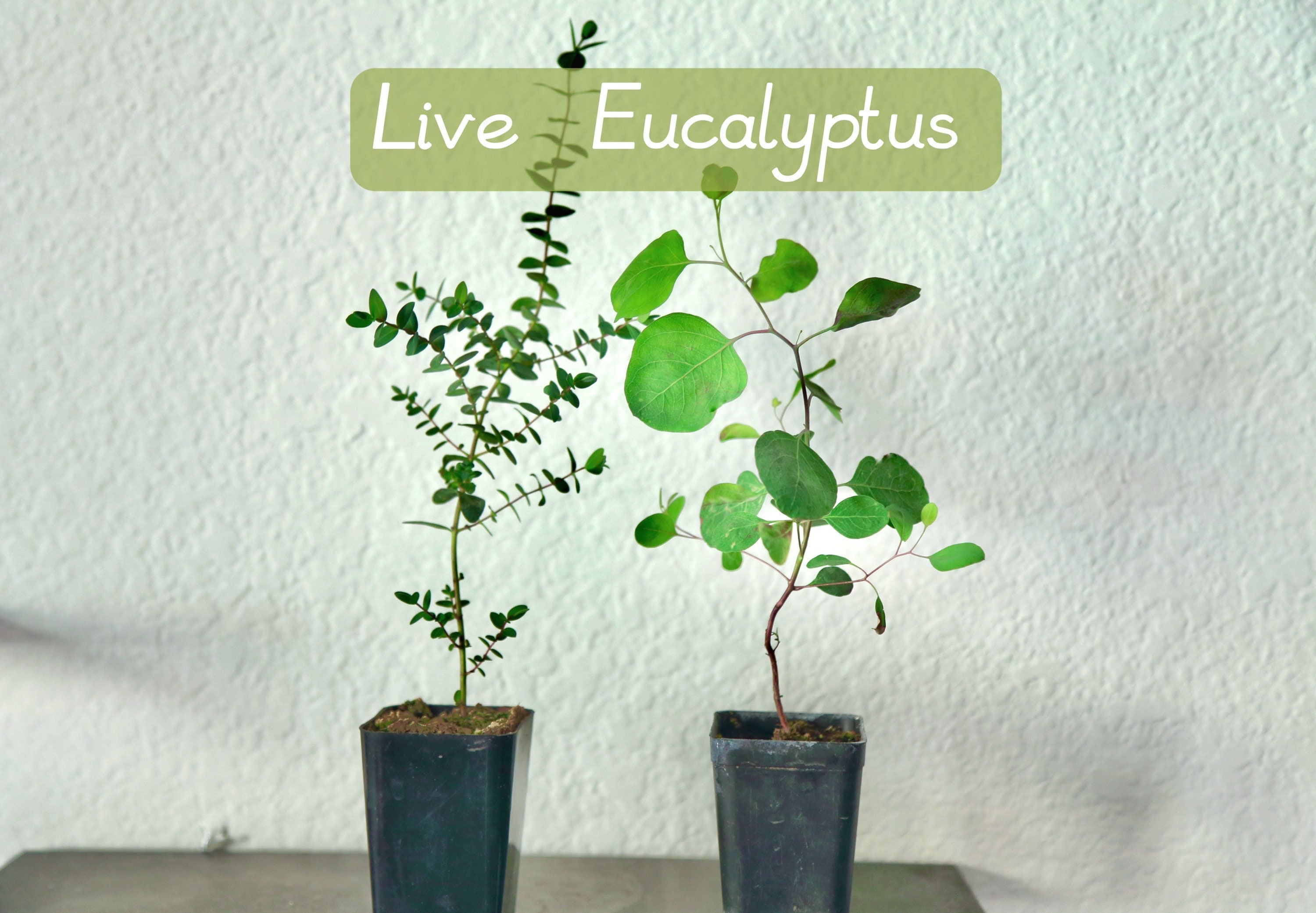 Eucalyptus Plant Etsy