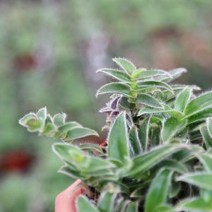 Kitten Ears Cyanotis Somaliensis pussy Ears Live Succulent Houseplant