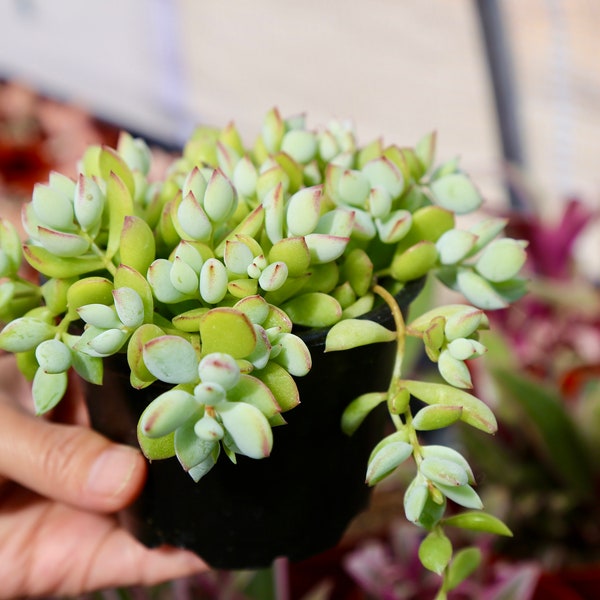 Cotyledon Pendens Cliff Cotyledon Rare Succulent 2” & 4”