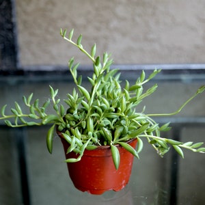 String of Banana in 2" 4" pot