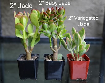 Baby Jade Gollum Jade Variegated Jade Ruffled Jade Tricolor Jade Plant Live Succulents Plant in 2” Pot