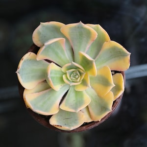 Aeonium 'Sunburst' Tricolor Rosette Succulent Variegated Copper Pinwheel - Live plant - Pink Yellow Green Succulent 2” 4"