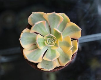 Aeonium 'Sunburst' Tricolor Rosette Succulent Variegated Copper Pinwheel - Live plant - Pink Yellow Green Succulent 2” 4"