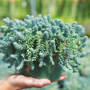 Sedum Dasyphyllum Major Blue Tears Sedum Live Succulent Plants 2&quot; 4” 6” Pot