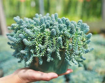 Sedum Dasyphyllum Major Blue Tears Sedum Live Succulent Plants 2" 4” 6” Pot