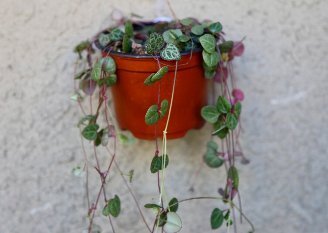 String of Hearts Rosary Vine Ceropegia Woodii Hanging Plant 4 Etsy