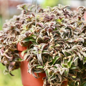 Kitten Ears Cyanotis Somaliensis pussy Ears Live Succulent Houseplant
