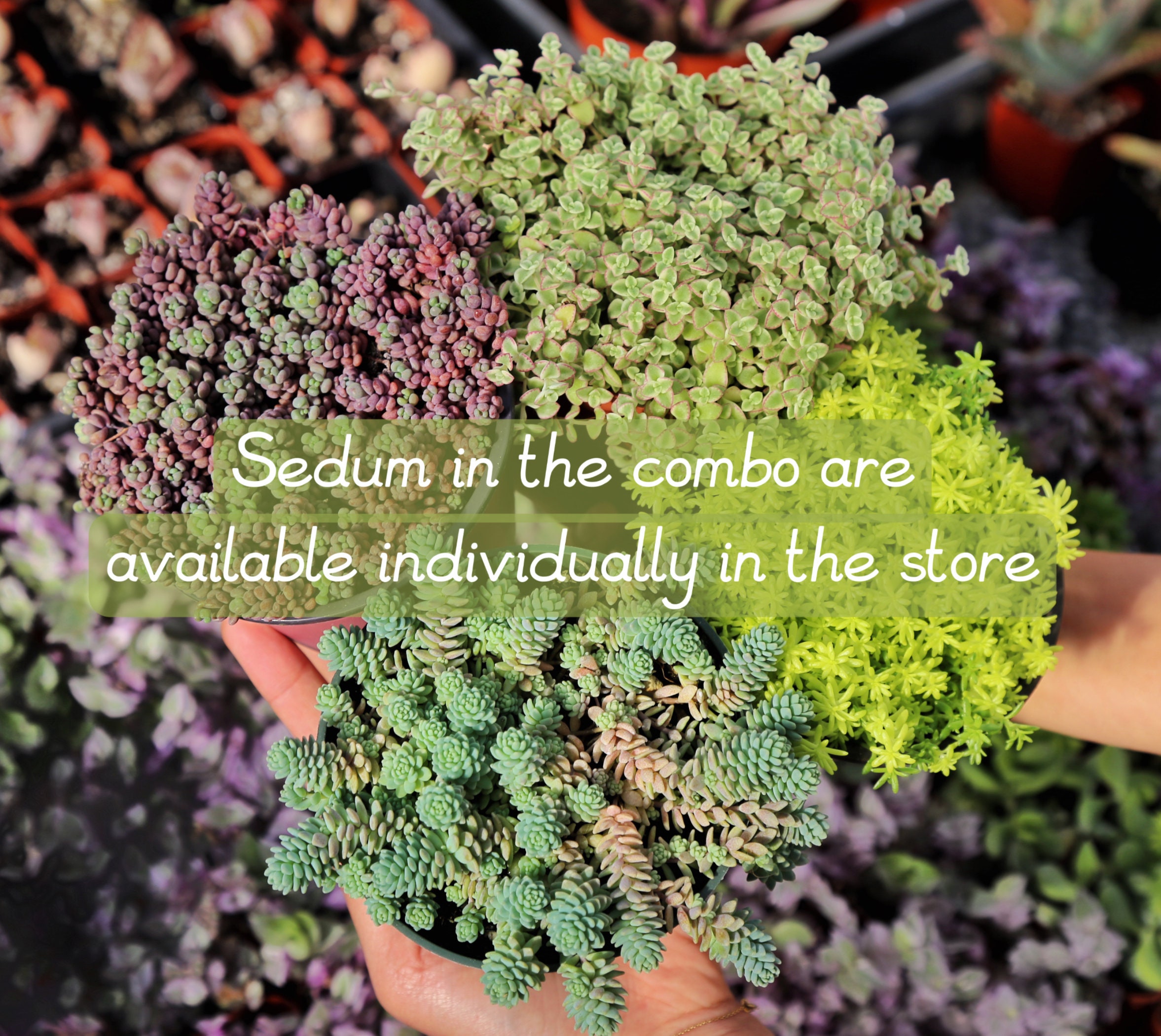 Sedum Succulent Ground Cover How To Grow Groundcover Plants
