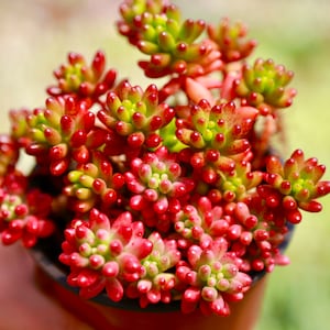 Jelly Bean Succulent Sedum Rubrotinctum Live Succulent Plant in 2” 4“ Pot