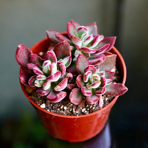 Echeveria Ruby Slippers Red Succulent 2" 4" Ship in Pot