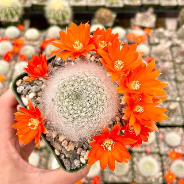 Live Cactus Rebutia Albiposa Orange Flowers in 3.5” pot