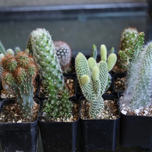 Mini Cactus Mystery Box 2” pot