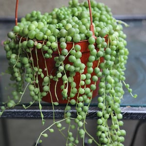 String of Pearls