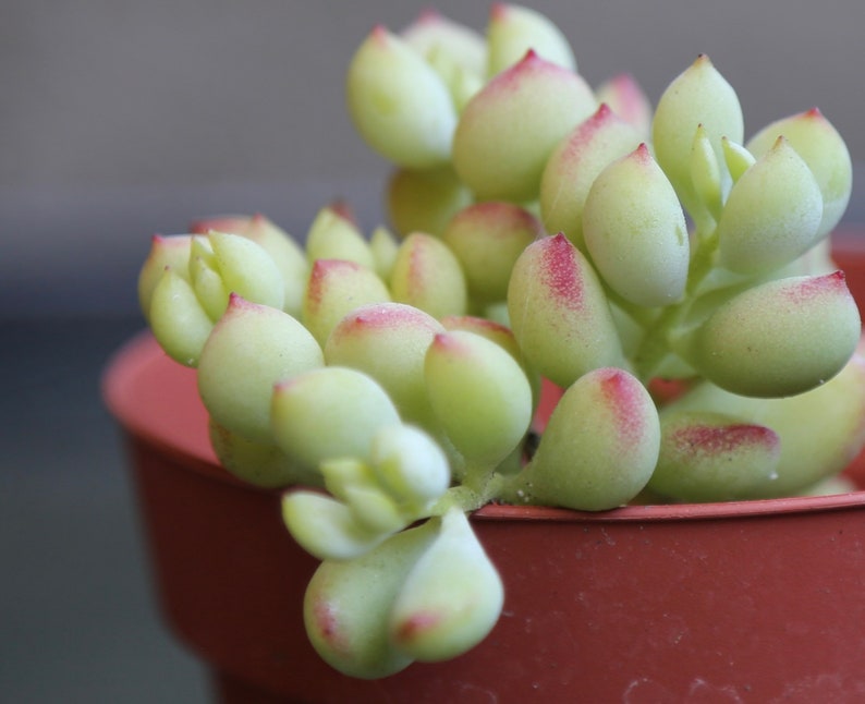 Cotyledon Pendens Cliff Cotyledon Rare Succulent 2 & 4 image 5