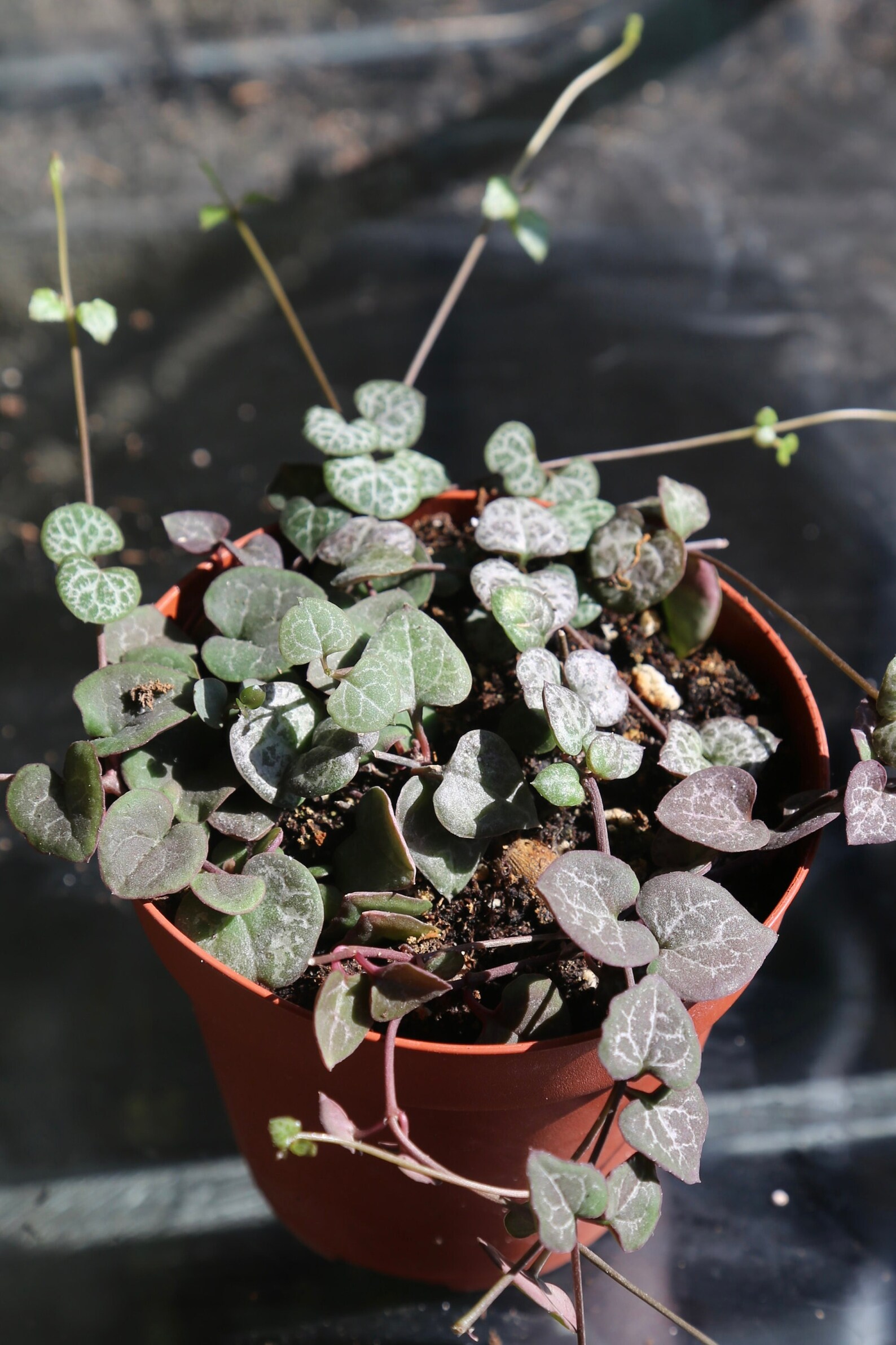 String of Hearts Rosary Vine Ceropegia Woodii Hanging Etsy