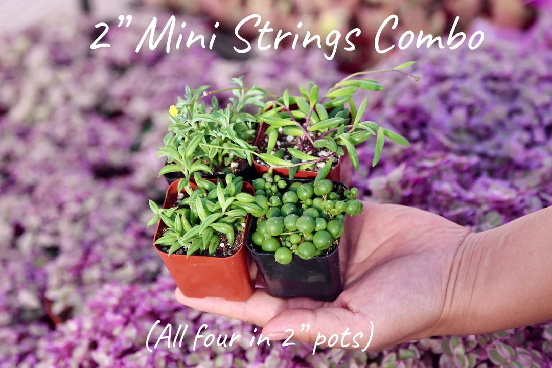 String of Things Live Succulent Combo Etsy