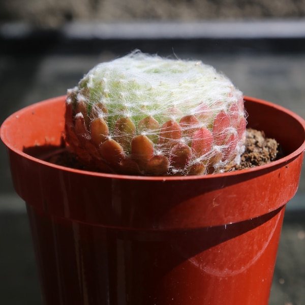 Cobweb Houseleek |  Sempervivum arachnoideum Cebenese | Spider Web Hens & Chicks 2" 4"