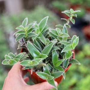 Kitten Ears Cyanotis Somaliensis pussy Ears Live Succulent Houseplant