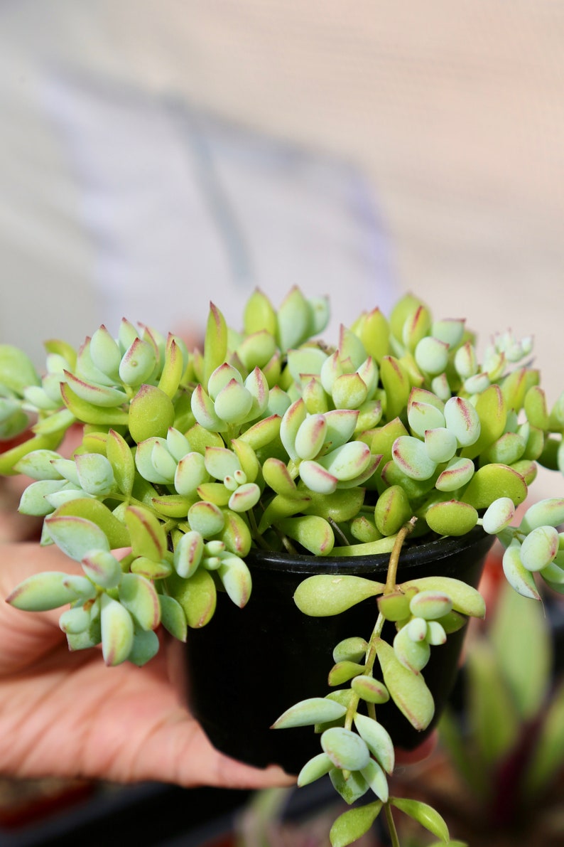 Cotyledon Pendens Cliff Cotyledon Rare Succulent 2 & 4 image 3