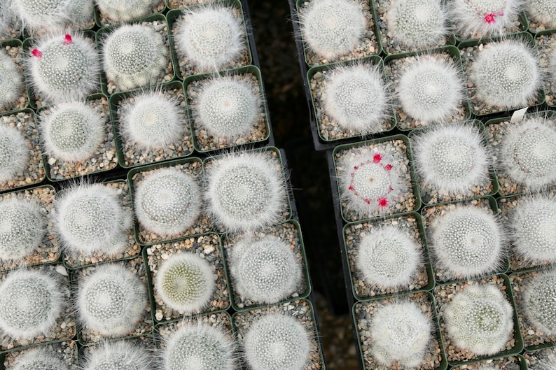 Old Lady Cactus Mammilaria Hahniana White Hairy Live Cactus 3.5 Pot image 3