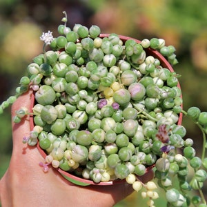 Variegated String of Pearls