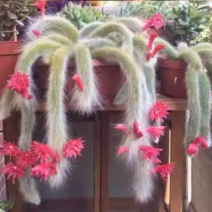 Monkey Tail Cactus