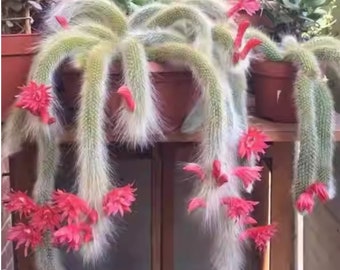 Monkey Tail Cactus