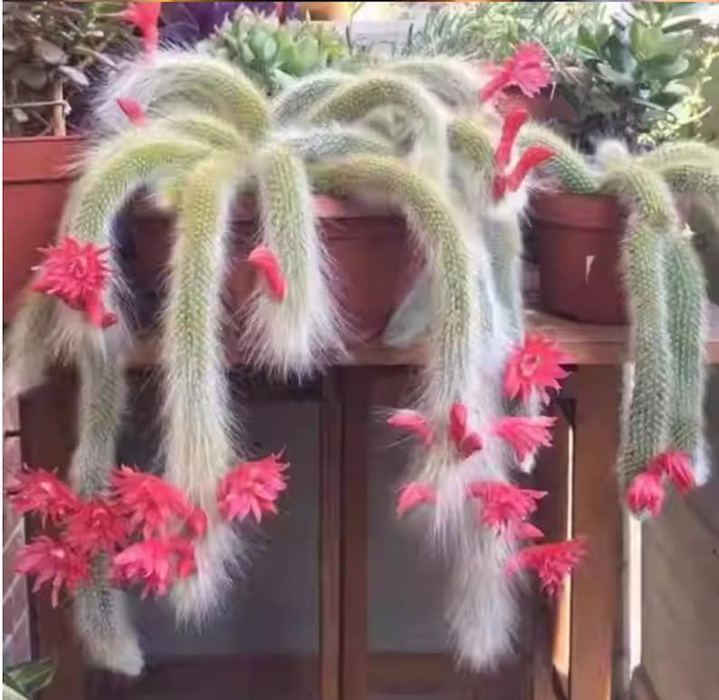 Monkey tail