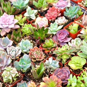 Mini Succulent Mystery Box Assorted 2” Live Plants