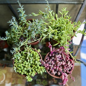 String of Pearls String of rubies String of bananas String of Dolphins Trailing Succulents Live Plants Combo