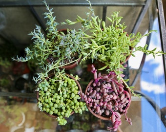 String of Pearls String of rubies String of bananas String of Dolphins Trailing Succulents Live Plants Combo