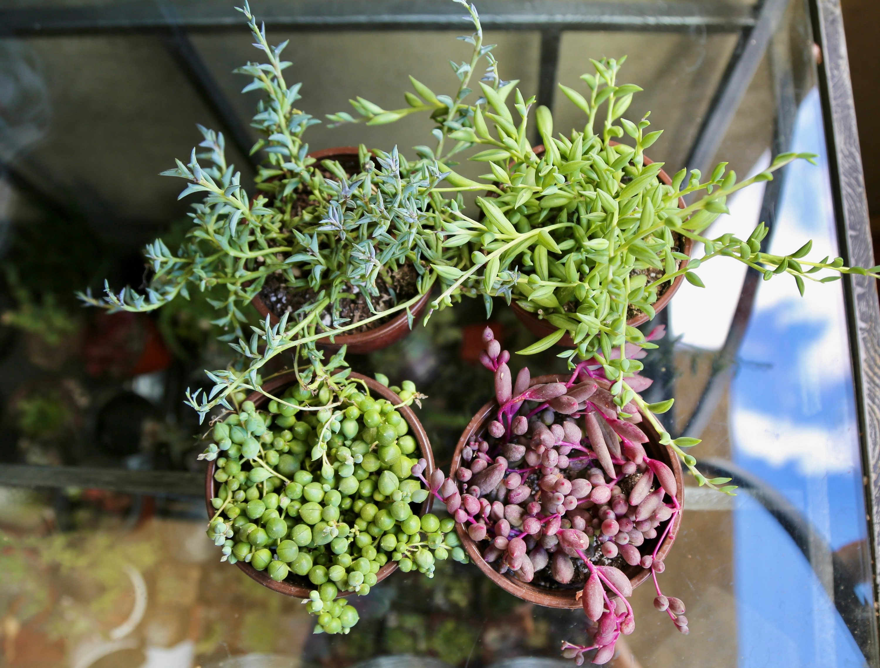 String of Pearls String of rubies String of bananas String of Dolphins Trailing Succulents Live Plants Combo