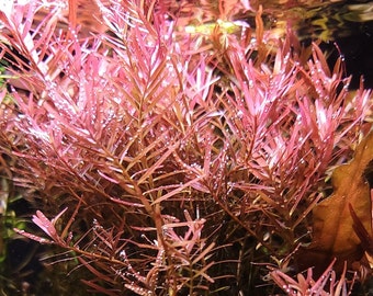 Rotala Rotundafolia Red (Indica) Packs of 5-10