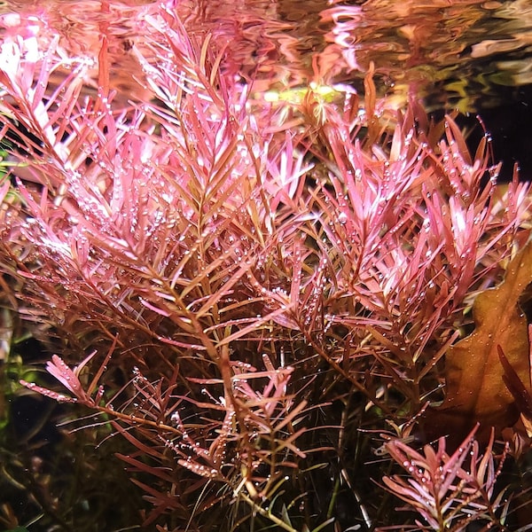 Rotala Rotundafolia Red (Indica) Packs of 5-10