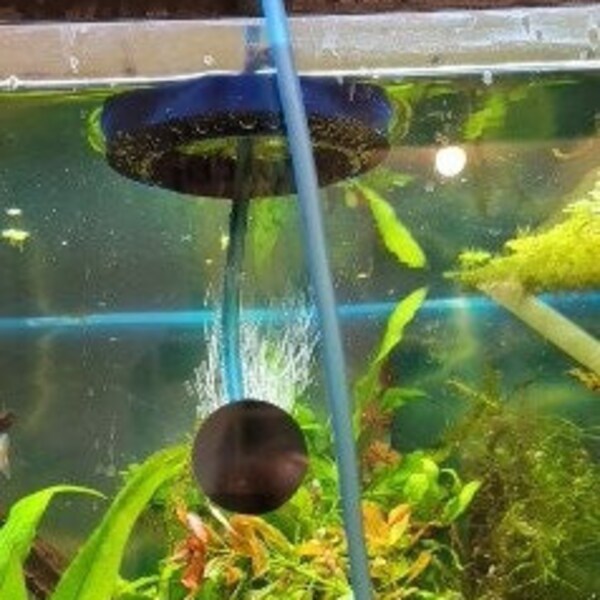 Air Plant Aquarium Etsy