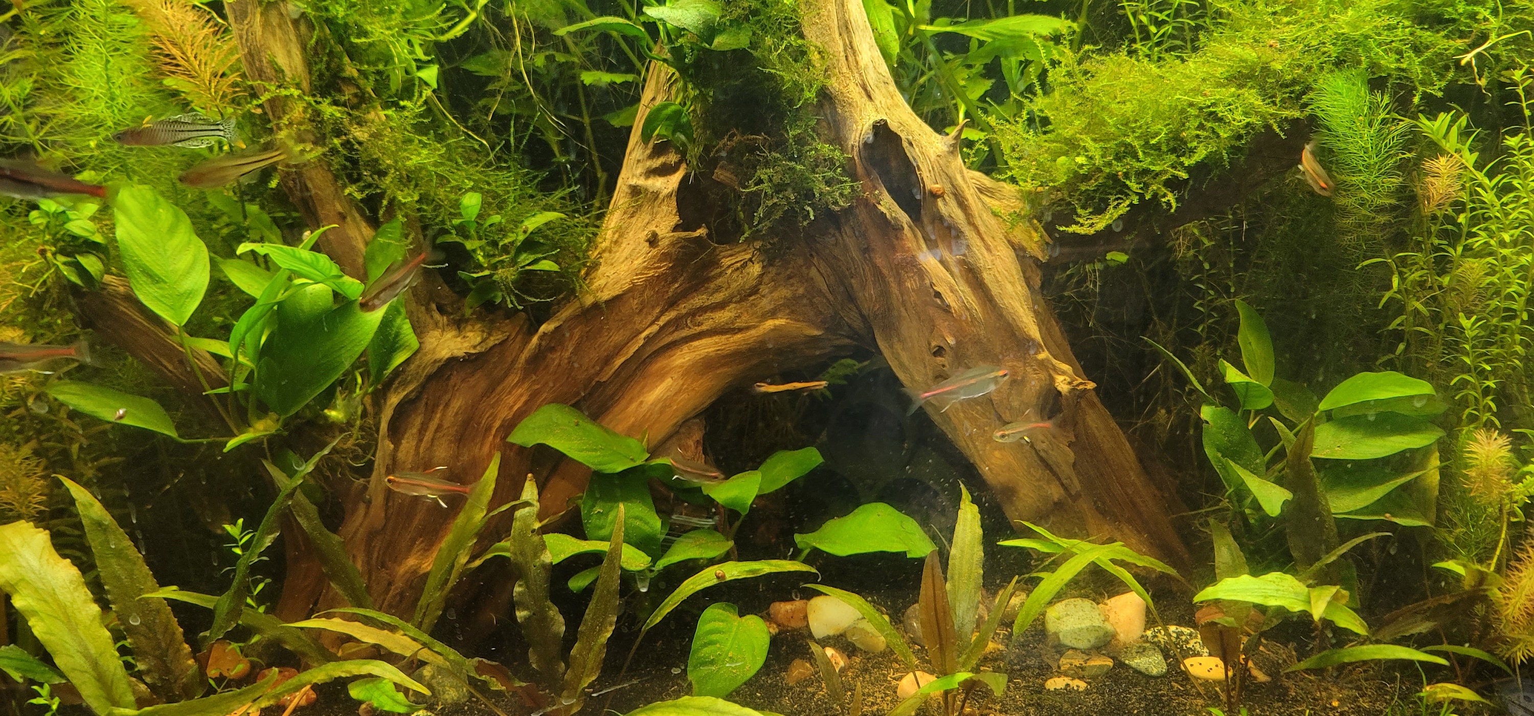 Triple Pleco Cave Breeding Cave Shrimp Hide/cave Etsy Australia