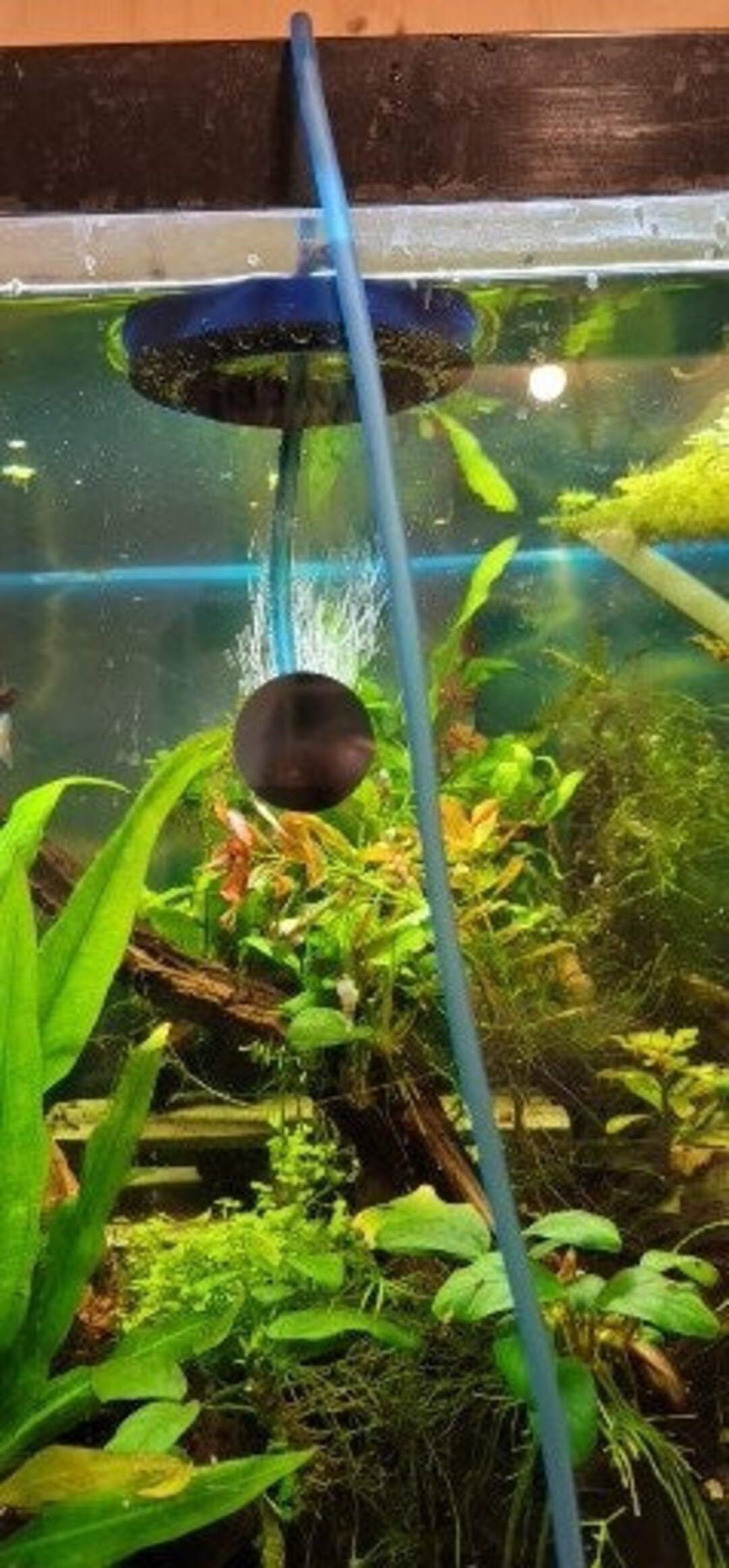 Bubble Splash Guard Keeping Your Aquarium Sparkling Clean 