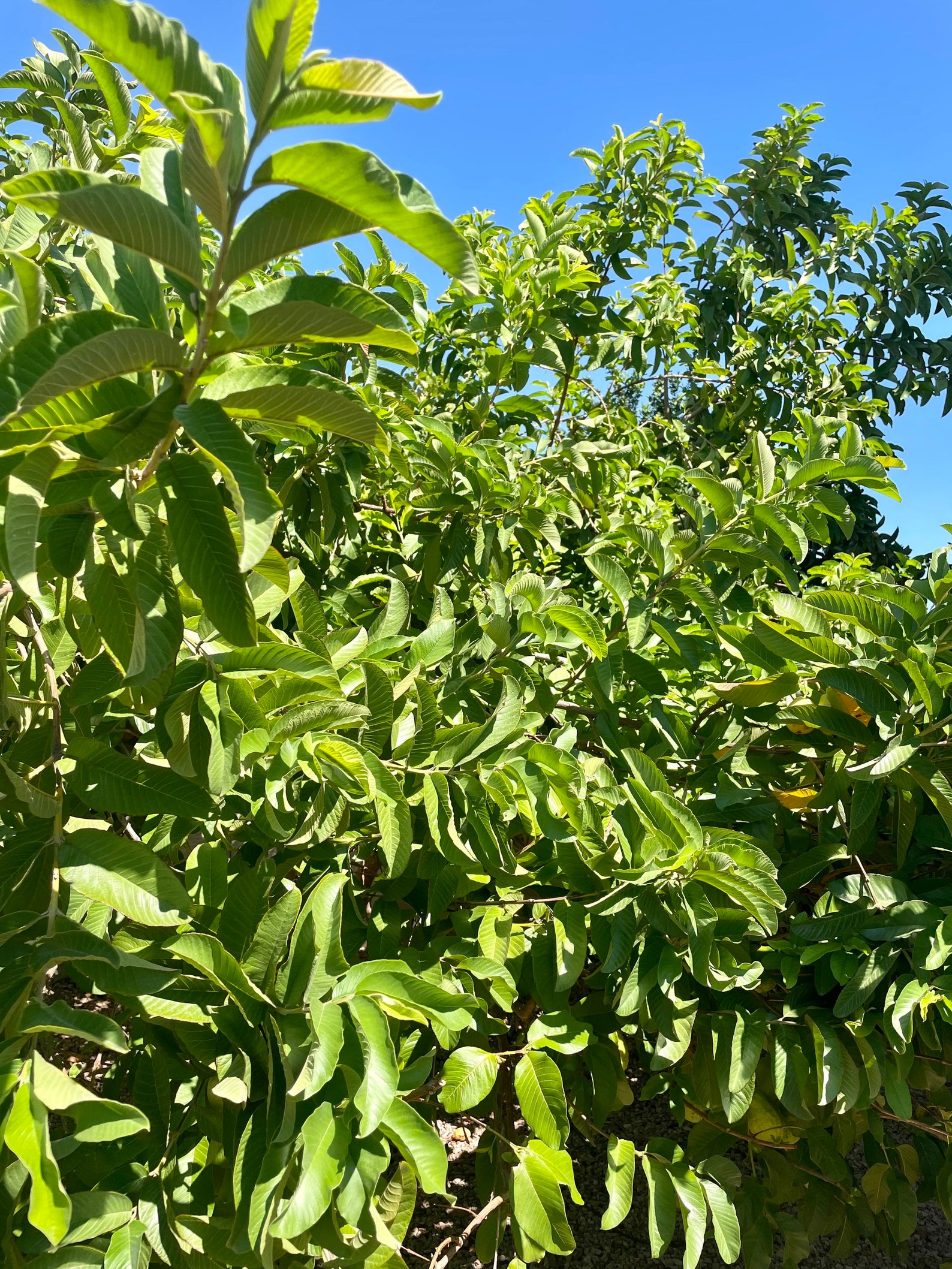 60 Fresh Guava Leaves Fresh / 3.5 OZ, ORGANIC Fresh Green arizona Grown