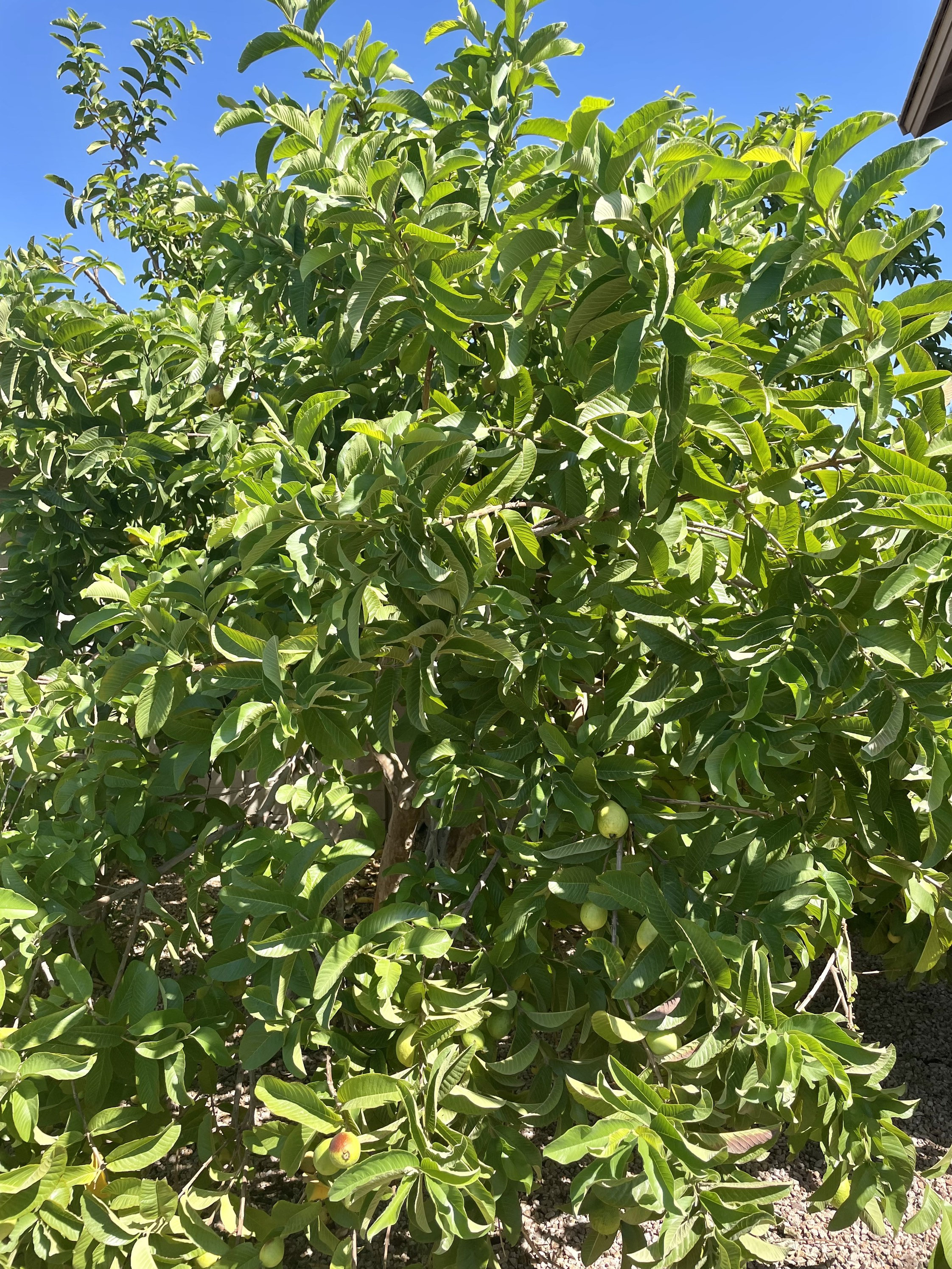 60 Fresh Guava Leaves Fresh / 3.5 OZ, ORGANIC Fresh Green arizona Grown
