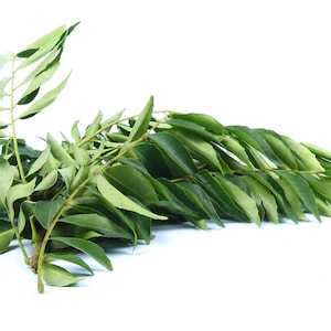 Organic Fresh Curry Leaves 3.5 OZ / 85 G | Fresh 25 to 30 Stems | 100% Natural Fresh Curry Leaves | Grown in U.S.A | Will Arrive Fresh