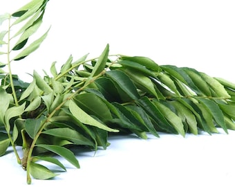 May include: Fresh green curry leaves on a white background. The leaves are a vibrant green color and have a slightly glossy appearance. The image shows a close-up of the leaves, highlighting their texture and shape. The leaves are arranged in a natural, organic way.